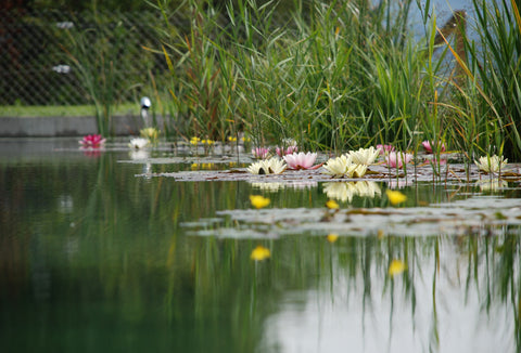 Teich mit Wasserpflanzen